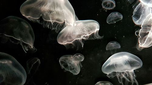 Jellyfish swimming in sea