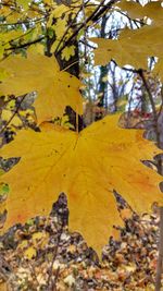 Close-up of yellow tree