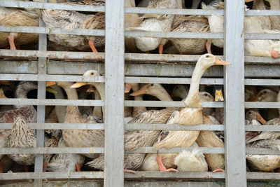 Geese in cage