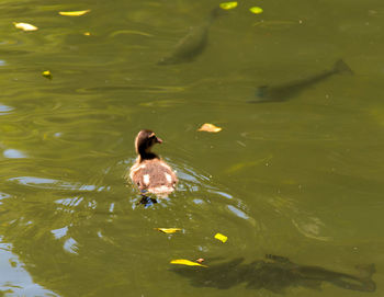 High angle view of duck swimming in lake
