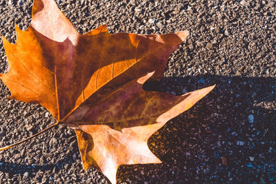 High angle view of dry maple leaf during autumn