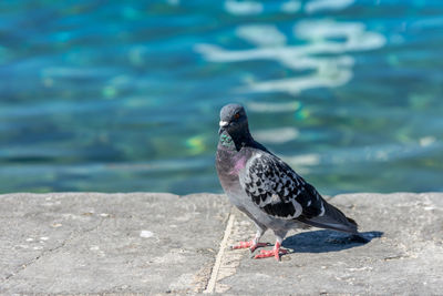Pigeon perching on a wall