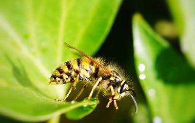 Wasp perching on leaf