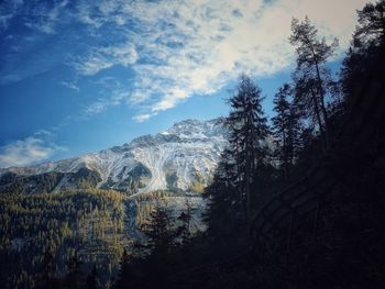 Plants growing on land against sky