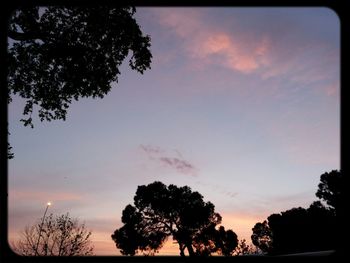 Silhouette of trees at sunset