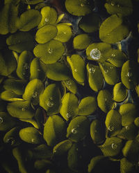 Full frame shot of green fruits in water