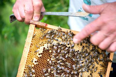 Close-up of bee on hand