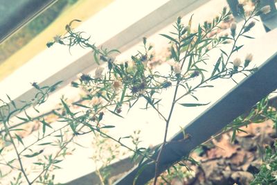 Low angle view of plant against sky