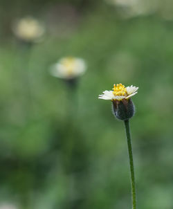 Close-up of yellow daisy flower