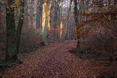 Trees growing in forest during autumn