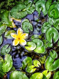 High angle view of plants in water