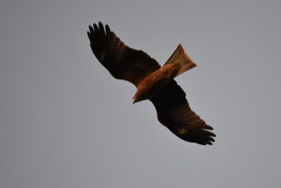 Low angle view of eagle flying against clear sky