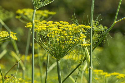 Close-up of yellow flowering plant on field