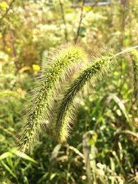 Close-up of fern