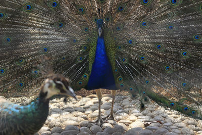 Peacock in zoo