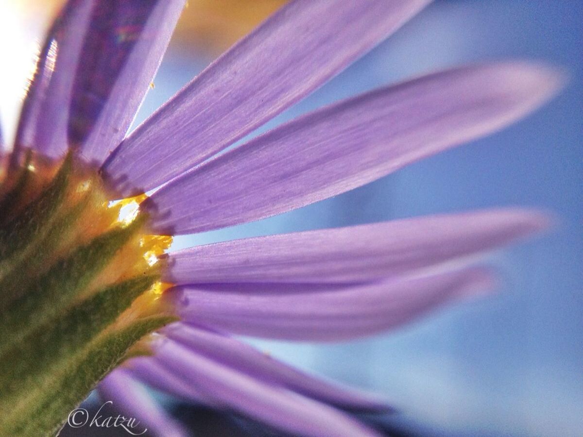 flower, petal, flower head, fragility, freshness, single flower, close-up, beauty in nature, pollen, growth, nature, purple, selective focus, stamen, blooming, focus on foreground, plant, part of, yellow, macro