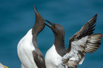 Close-up of seagull flying