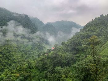 Scenic view of foggy forest