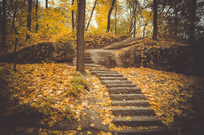 Street amidst trees in forest during autumn