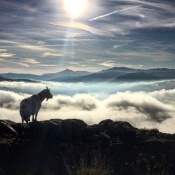 Horse against sky at sunset