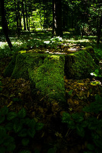 Moss growing on rocks in forest