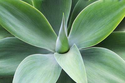 Close-up of succulent plant