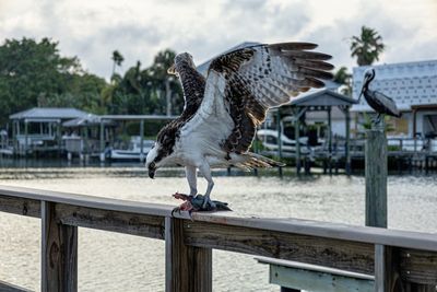 Close-up of an osprey eating fish