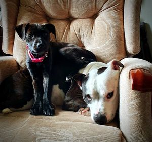 Portrait of dog relaxing on sofa at home