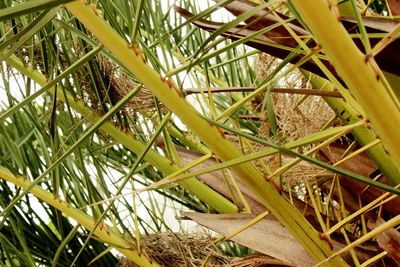Full frame shot of bamboo plants on field