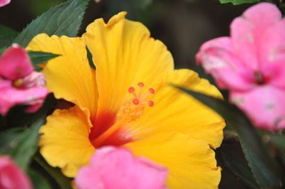 Close-up of yellow flowers blooming outdoors