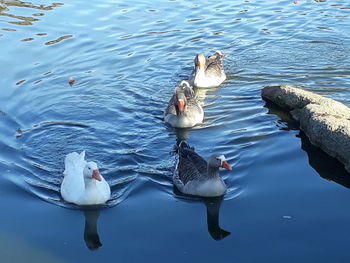 High angle view of swans swimming in lake