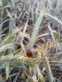 Close-up of ladybug on plant