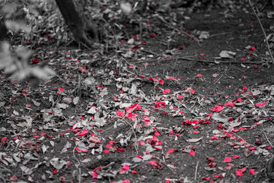 High angle view of red flowering plant