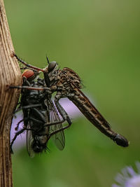 Close-up of butterfly, robber fly 