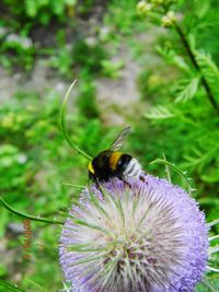 Close-up of bee on purple flower