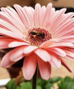 Close-up of pink daisy flower