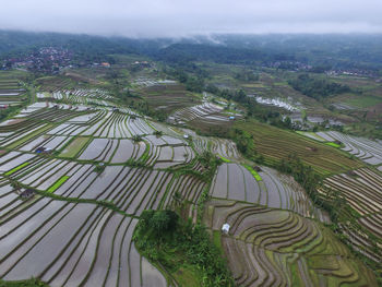 The rice terrace of jatiluwih in tabanan bali, during before planting season.