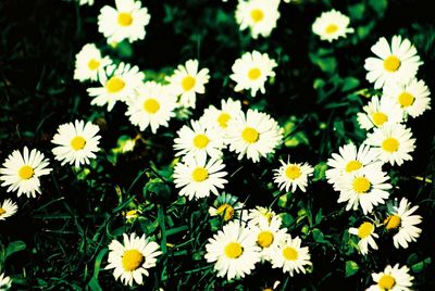 Close-up of daisies blooming outdoors