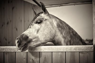 Horse. arabian horse.