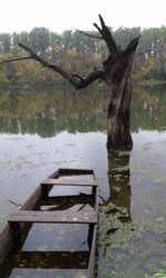 Reflection of trees in water