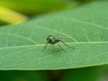 Close-up of insect on leaf