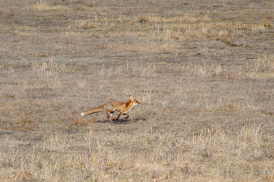 Fox running on field