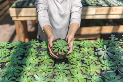 Woman hand holding small plant pot on hand