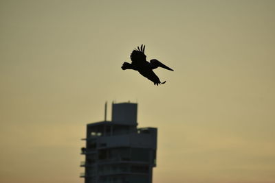 Low angle view of silhouette bird flying against clear sky