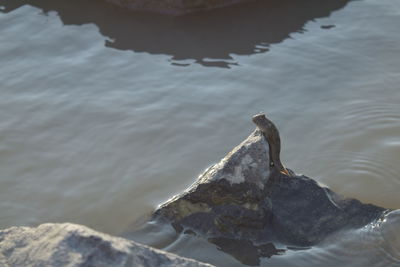 Close-up of bird by sea