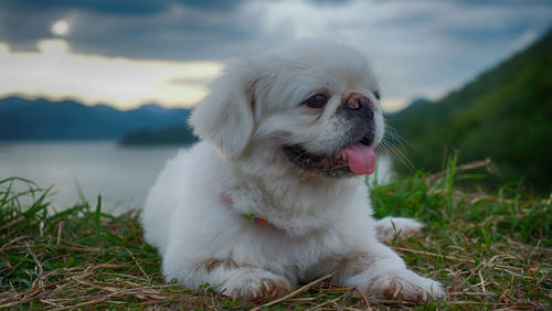 Close-up of dog sitting on grass