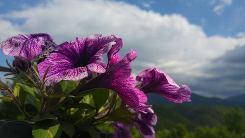 Close-up of purple iris blooming outdoors