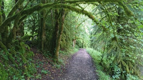 Trees in forest