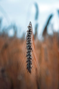 Wheat field, spike lets close-up. harvest season.