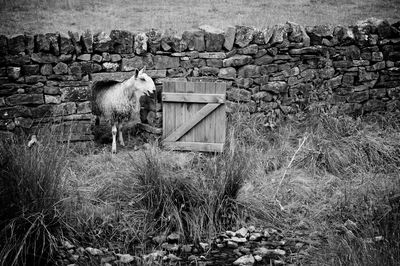 Sheep coming out of surrounding wall on field